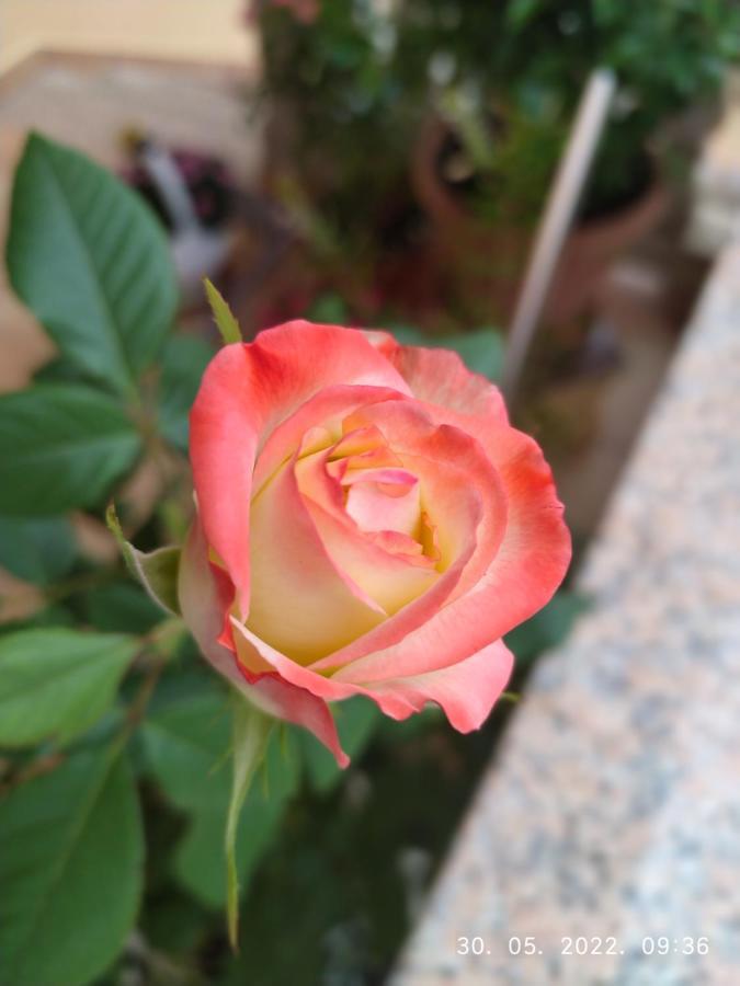 Apartment Sara Novi Vinodolski Dış mekan fotoğraf